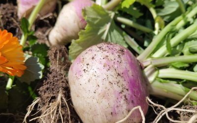 Why Nature Belongs in the Classroom